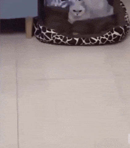 狗狗和猫咪的家庭地位可以说是一目了然了,像极了我在家的样子!