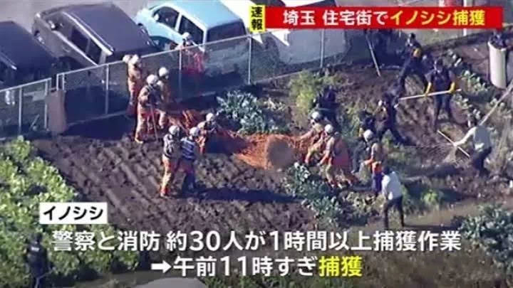 日本有一天终将被野猪占领 看点快报