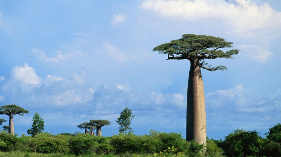 这棵猴面包树 已经活了六千年 目前还在树内建了个酒吧 看点快报