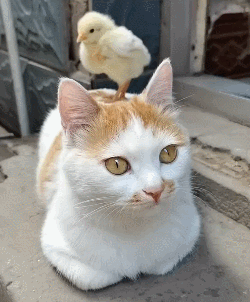 mao,喵君,猫咪