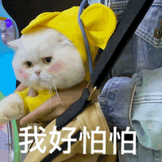 猫咪表情包,猫咪头像