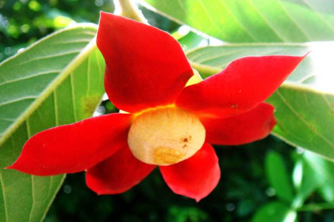 这植物花似玉盘 人称 紫玉盘 果实甘甜可口 根叶可入药 看点快报