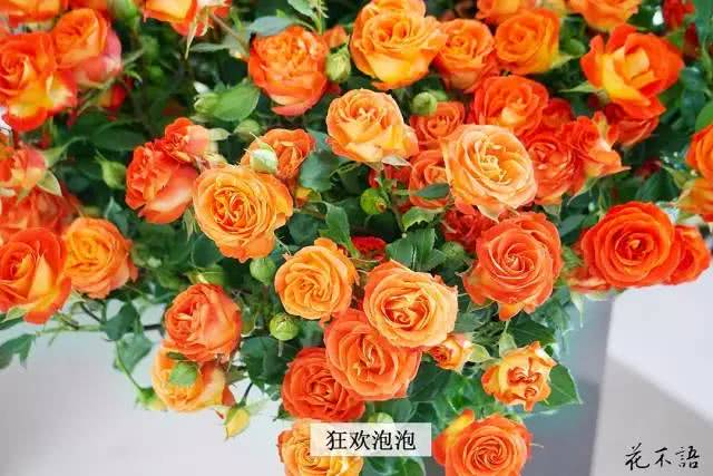常见玫瑰品种及花束精选图集!