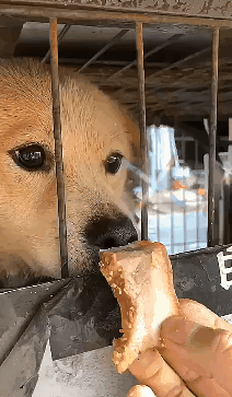 恶犬经常冲人龇牙咧嘴,结果喂了几次……突然变身温顺