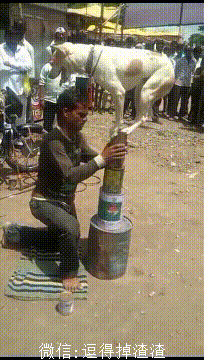 狗子:大家给捧捧场,不然晚上没饭吃啊