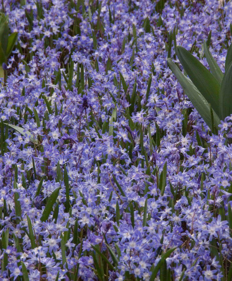 买来一堆像大蒜般的球茎 秋季种下去后年年都可以开花 看点快报