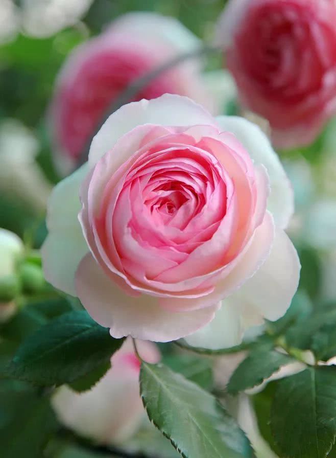 这几种花超好养 种下不用管 年年开成花海 看点快报