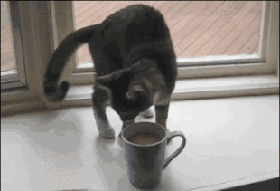 搞笑gif:当狗子跳起舞来,就没有你啥事了