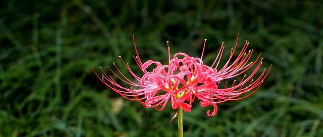 曼珠沙华为什么叫彼岸花和死亡之花 看点快报