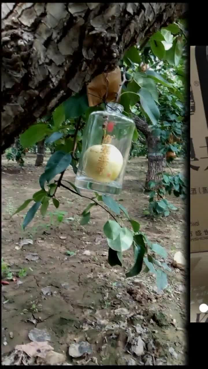 0?fmt=jpg&size=75&h=1280&w=720&ppv=1