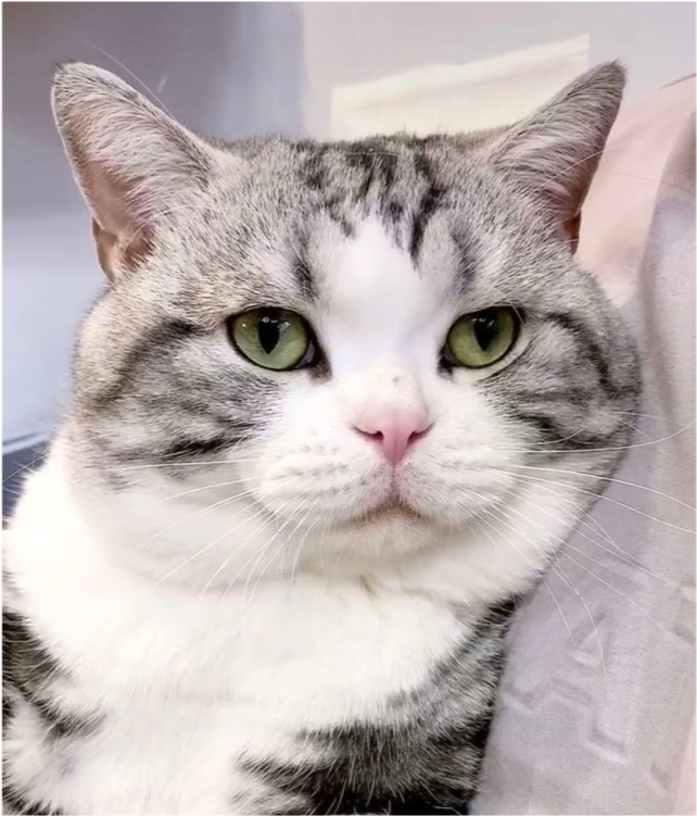 盘点一下2020年上半年网红猫 快来看看有你喜欢的猫主子吗 天天要闻