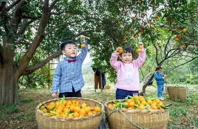 橙黄橘绿花果村百年橘树挂新果 看点快报