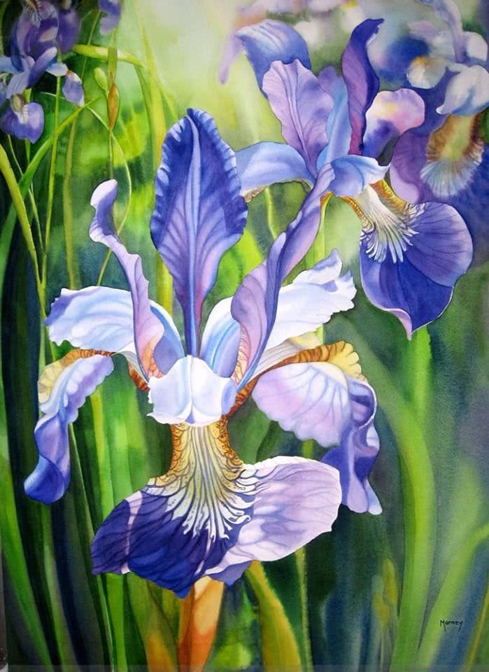 彩铅欣赏 各类花卉素材 美到了我的心 看完我也想画一幅 看点快报