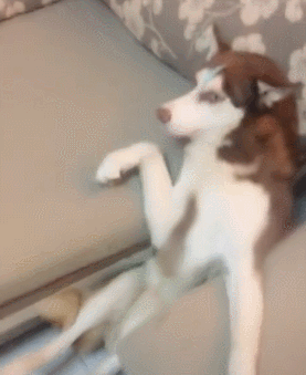 gif:二哈纯不纯看这个就知道