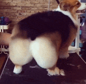 有尾巴的柯基不好看吗?