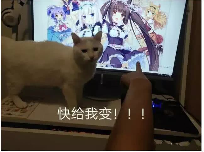 二次元,猫咪,三次元
