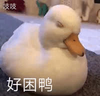 鸭鸭表情包合集