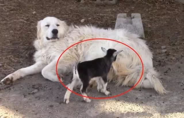网友让大白狗去看羊 结果它 母性大发 当起小羊的妈妈 看点快报