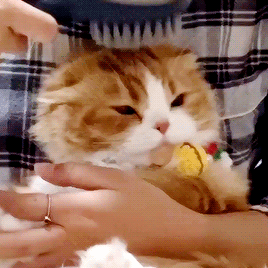 熊猫