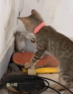 搞笑gif趣图:男人要是妖娆起来,女人就得靠边站!