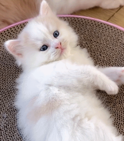 惹人喜爱的小花猫,毛茸茸的小身子,真的是太呆萌啦!