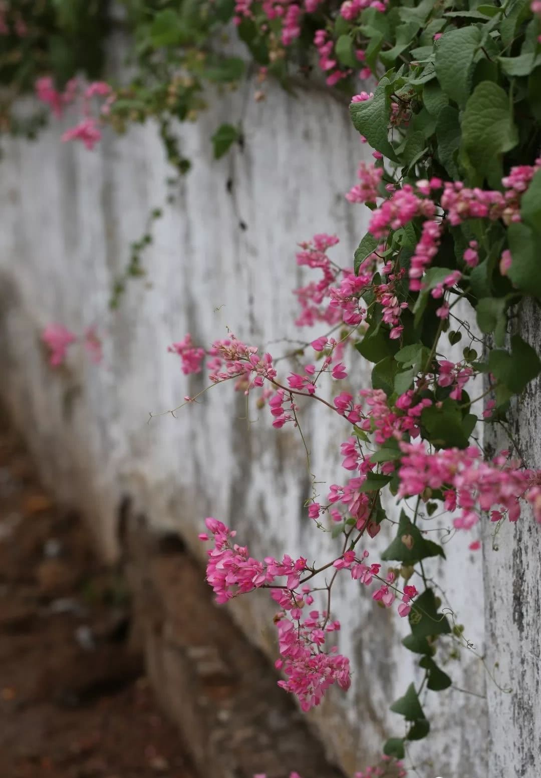 植物缅甸 珊瑚藤 仰光街头的旖旎旧梦 看点快报