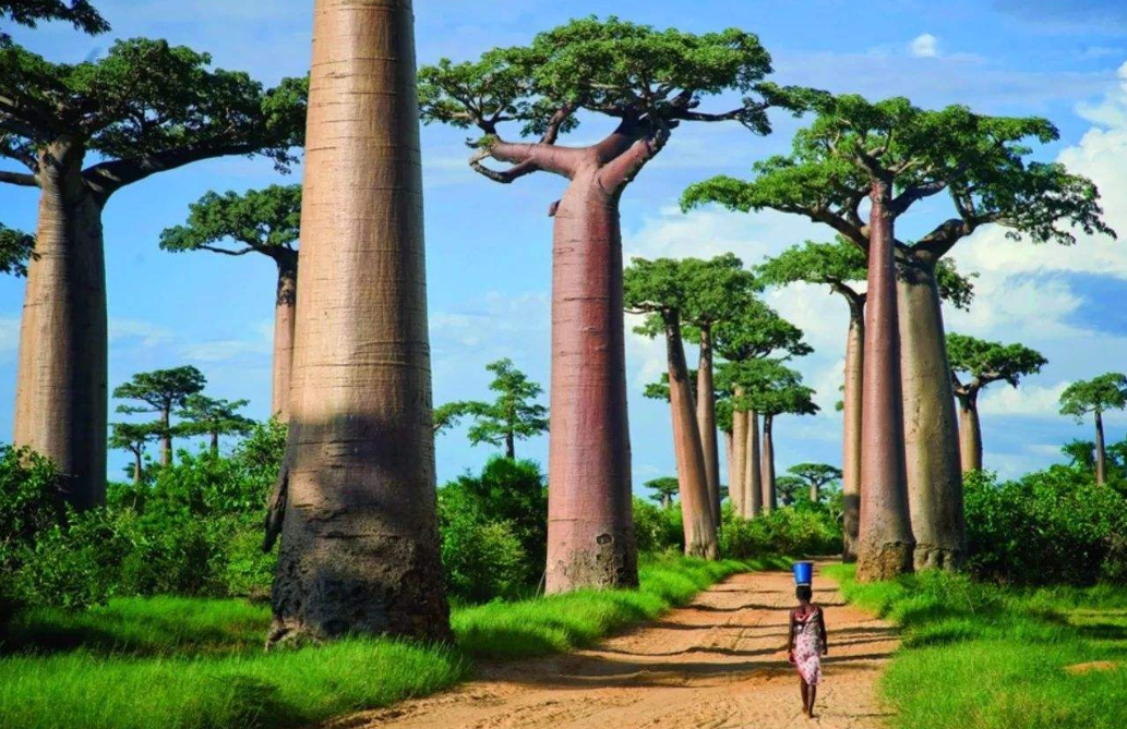 非洲最神奇的树 不光能储水 果实还能吃 树干还可当房子住 看点快报