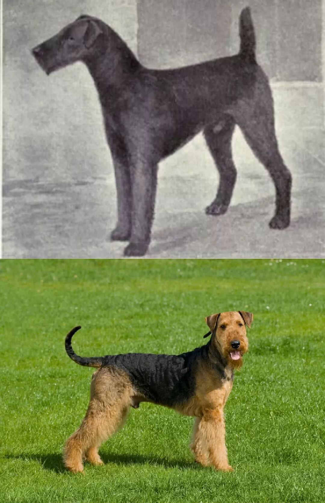 狗狗百年沧桑巨变 看点快报