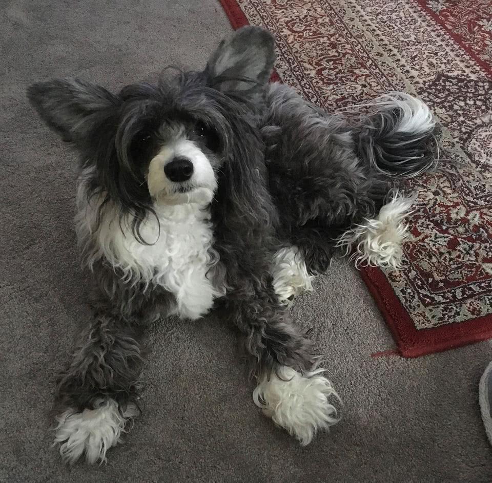 使用空气清新机后狗狗认不出主人狗主急发警告此类精油极危险 看点快报