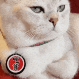 动态猫狗表情包-07