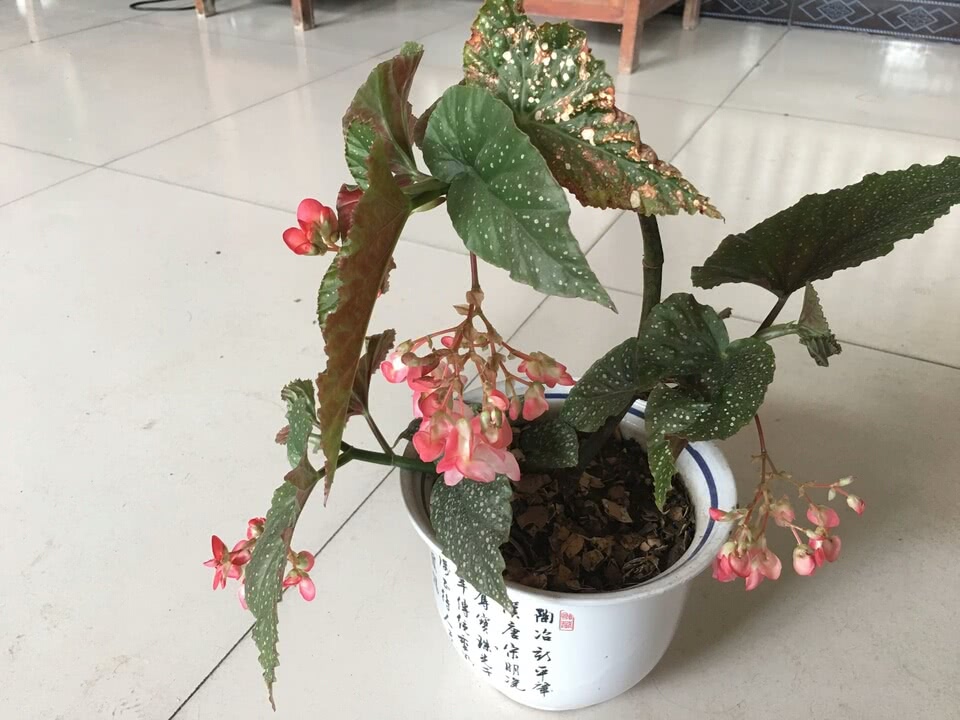 养竹节海棠对盆土易忽略的误区,做到2个勤,开花爆盆连续不断