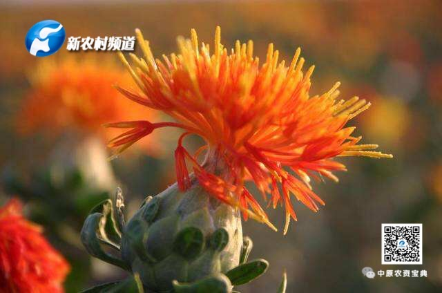 https kuaibao qq com s 20200411a02wxz00 refer spider