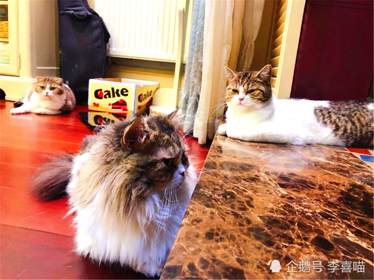猫咪兴致勃勃看热闹 原是三花猫与布偶猫正在理论 看点快报