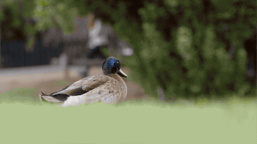 壁纸 动物 鸟 鸟类 500_281 gif 动态图 动图