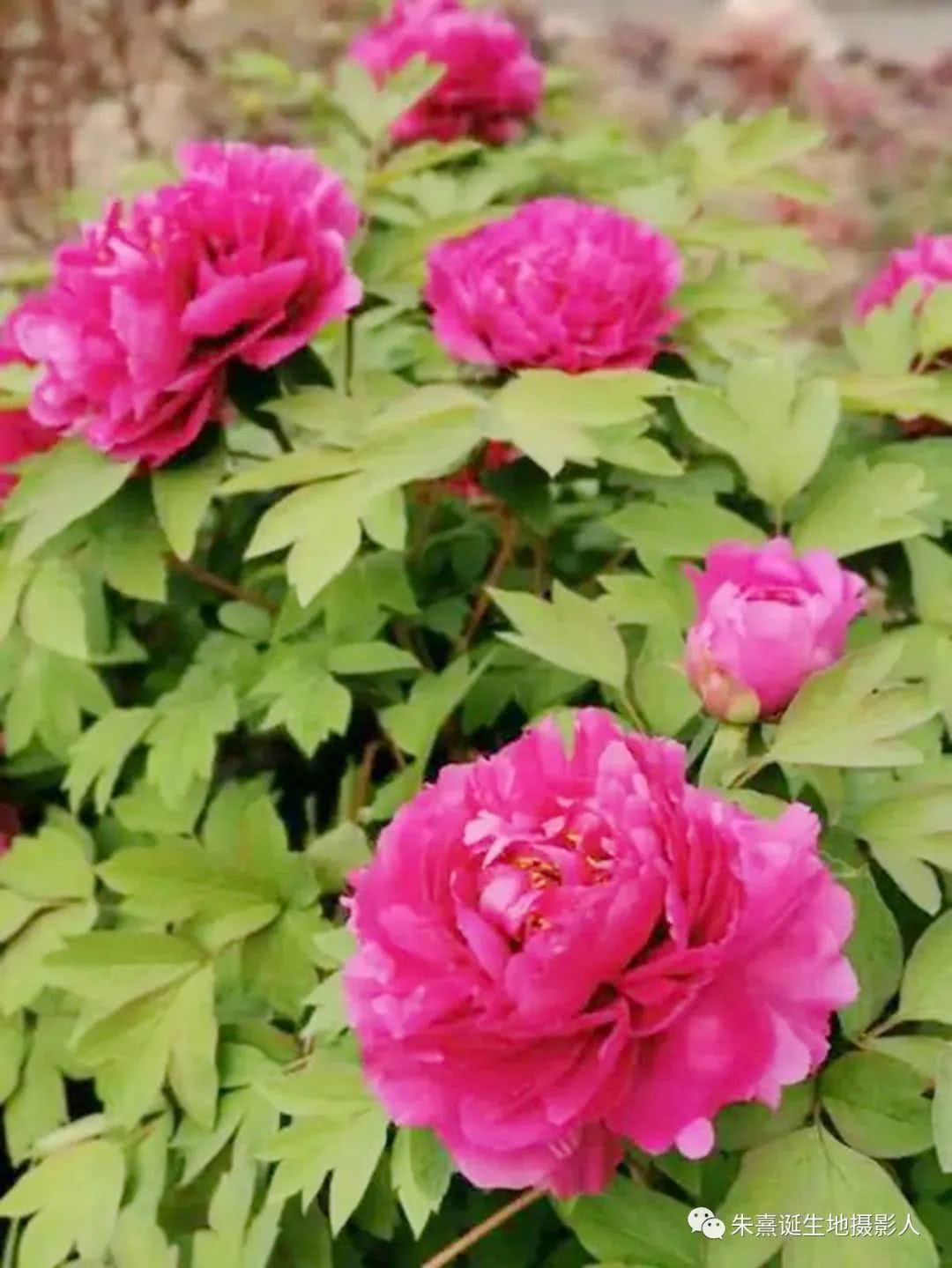 花天下的牡丹一开呀 其它花儿都要黯然失色了 看点快报