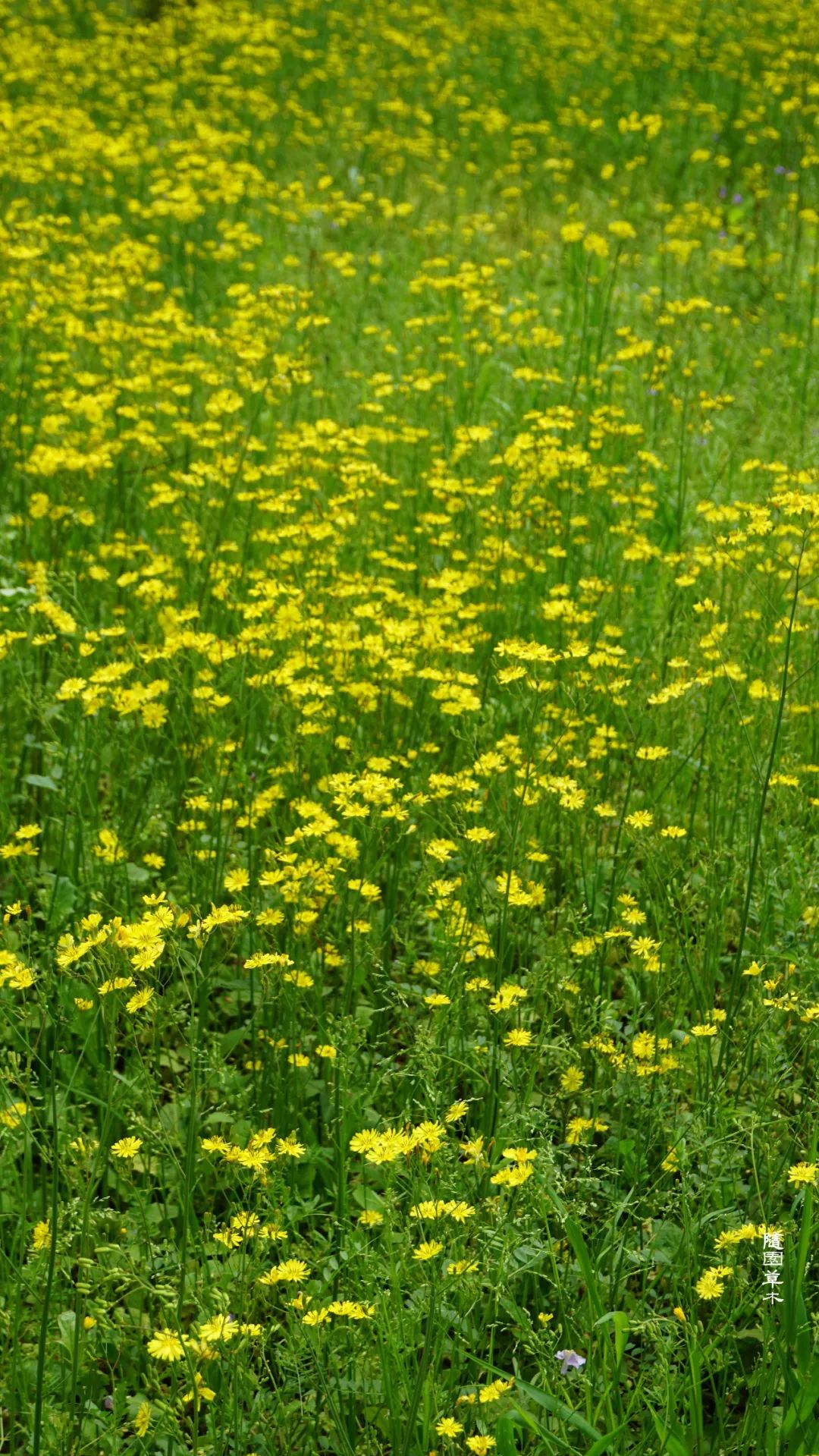 黄鹌菜丨当野菜的黄花开成一片 看点快报