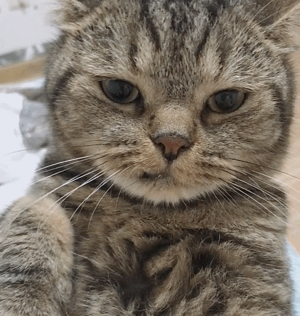 你看这只古灵精怪的小萌猫,看这软萌的小表情,真是让人喜欢!