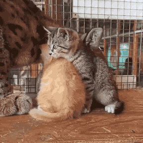 猞猁,小奶猫,小猫