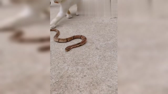 梦见家里有条蛇放猫追，一场梦境的深层解析与心理启示