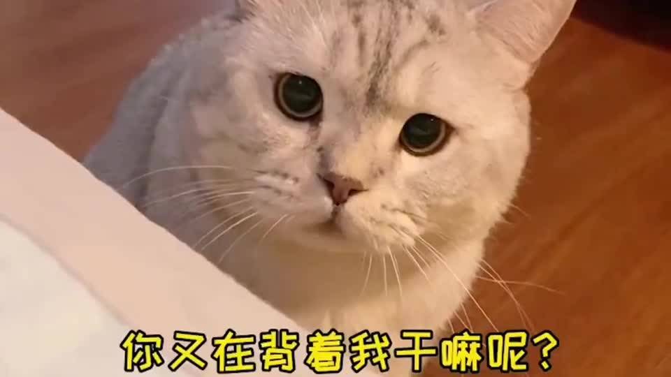 小猫到底有多馋 压根别想背着它吃东西 塑料袋一响直接召唤神兽