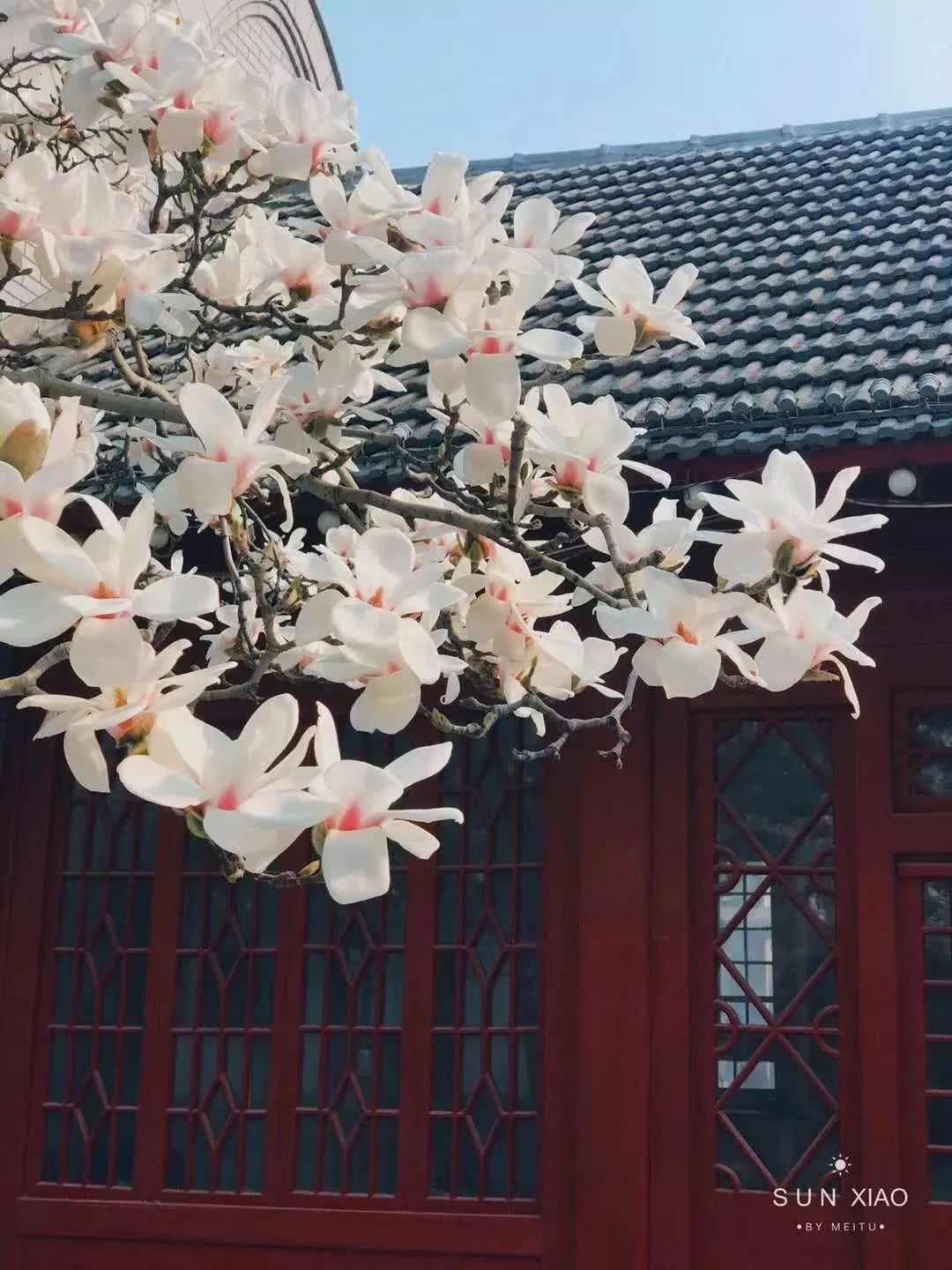 朱门映 雪 福山最美的玉兰花开了 看点快报