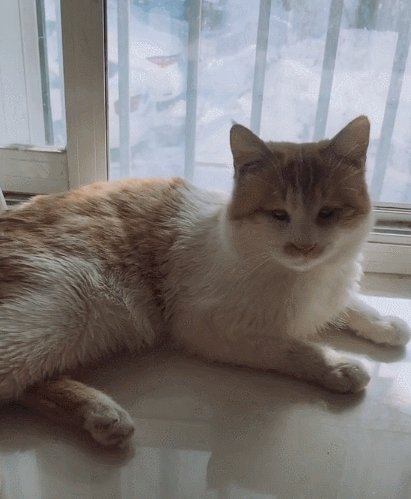 帅气可爱的小猫咪,蠢萌乖巧的小动作,真的好搞笑啊!