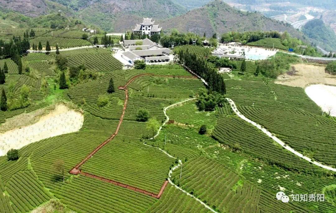 贵州:最美四月天 等你来采茶