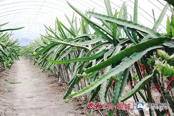 茌平 南果北种 火龙果结出红红火火好日子 看点快报