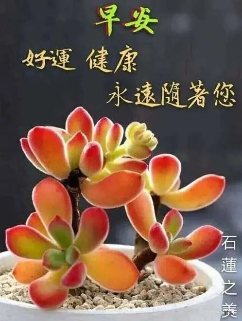 6张非常漂亮的鲜花早安图片带字,唯美的早上好早安祝福语句图片