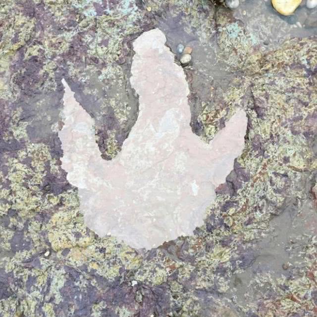 风暴过后罕见大恐龙脚印海滩上被发现,属于1.3亿年前巨兽