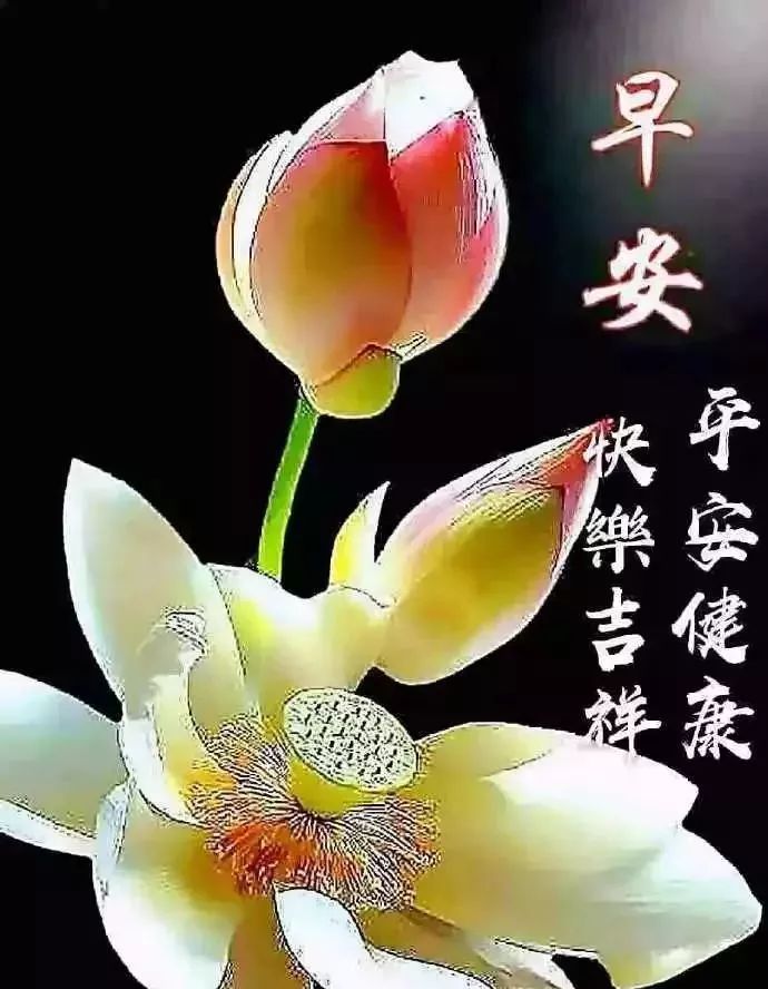 微信很温暖人心窝的早安祝福语鲜花动态图片 ,早上好的问候温馨图片带