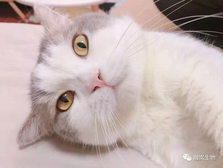 你们家的猫咪都叫什么名字 看点快报