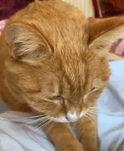 喵星人,萌宠,卖萌,生活趣事