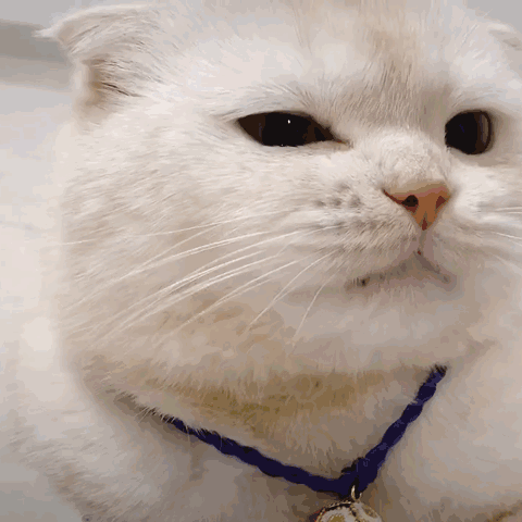 家里猫咪向你眨眼睛,是在向你卖萌撒娇吗?